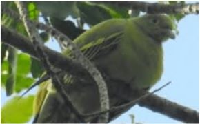Timor Green Pigeon Faces Severe Risk of Extinction